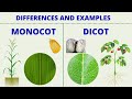 Monocots vs Dicots: Identifying Key Differences in Plant Structure and Growth