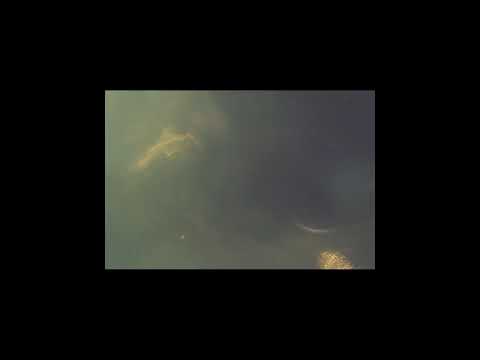 Johnny Went To The Moon(feat. onthedal)