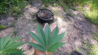 Growing LARGE In small Spaces S 2 Ep 16 CBD Autoflower Project Spektrum King Closet Case