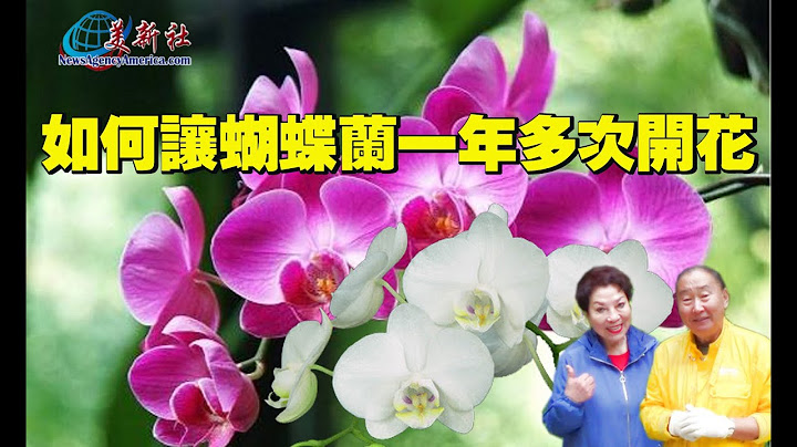 蝴蝶兰一年多次开花的秘诀！ - 天天要闻