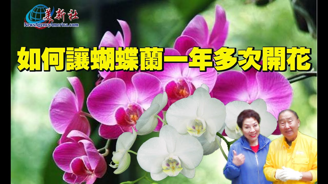 蝴蝶蘭一年多次開花的秘訣 Youtube