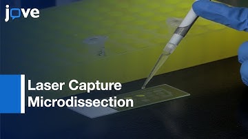 Laser Capture Microdissection for Isolating Dopamine Neurons and VTA | Protocol Preview