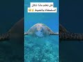 هل تعلم ماذا تاكل السلحفاة بالمحيط محيط سبحان الله سلحفاة