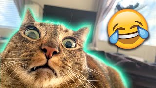 The BEST Cute and Funny Animal Videos of 2022!