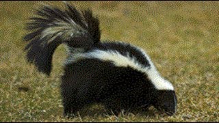 a Skunk - a Skunk Running