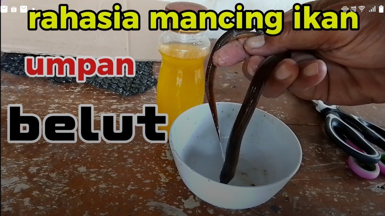 Ini rahasianya mancing ikan umpan BELUT