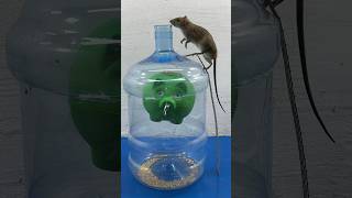 Homemade Mouse Trap Idea From Old Plastic Bottles // Mouse Trap 2 #Rat #Rattrap #Mousetrap #Shorts