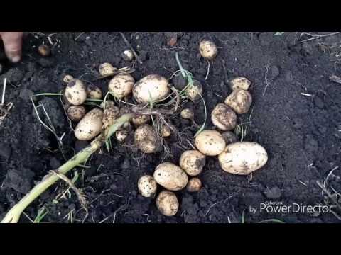 Как получить ранний