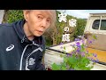 実家の庭からお花をふんだくりました。