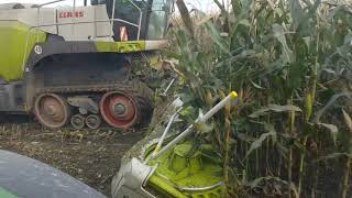 Kukurydza Na Kiszonkę 2020 - Kombinat Rolny Kietrz Cz2