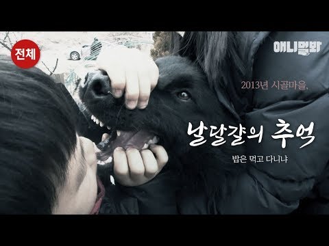 미치도록 개 잡고 싶었다 ㅣ This Doggo Is Being Searched <strong>For</strong> The <strong>Missing</strong> Case Of Eggs