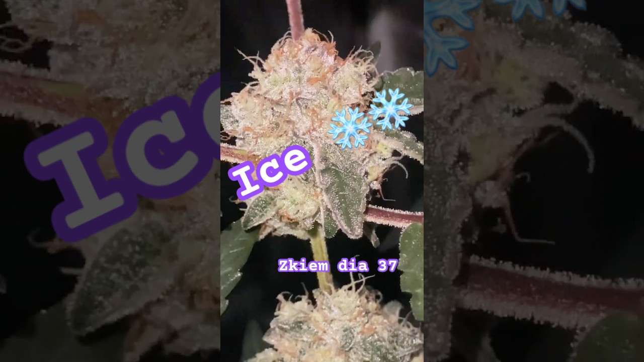 Dia 37 zkiem unas tomas Justo después de apagar el led . 