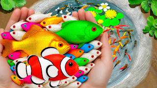 Amazing Catch Beautiful Aquarium Fish In Small Pond Baby Turtles, Guppy, Eel, Spiders, Koi, Tadpoles
