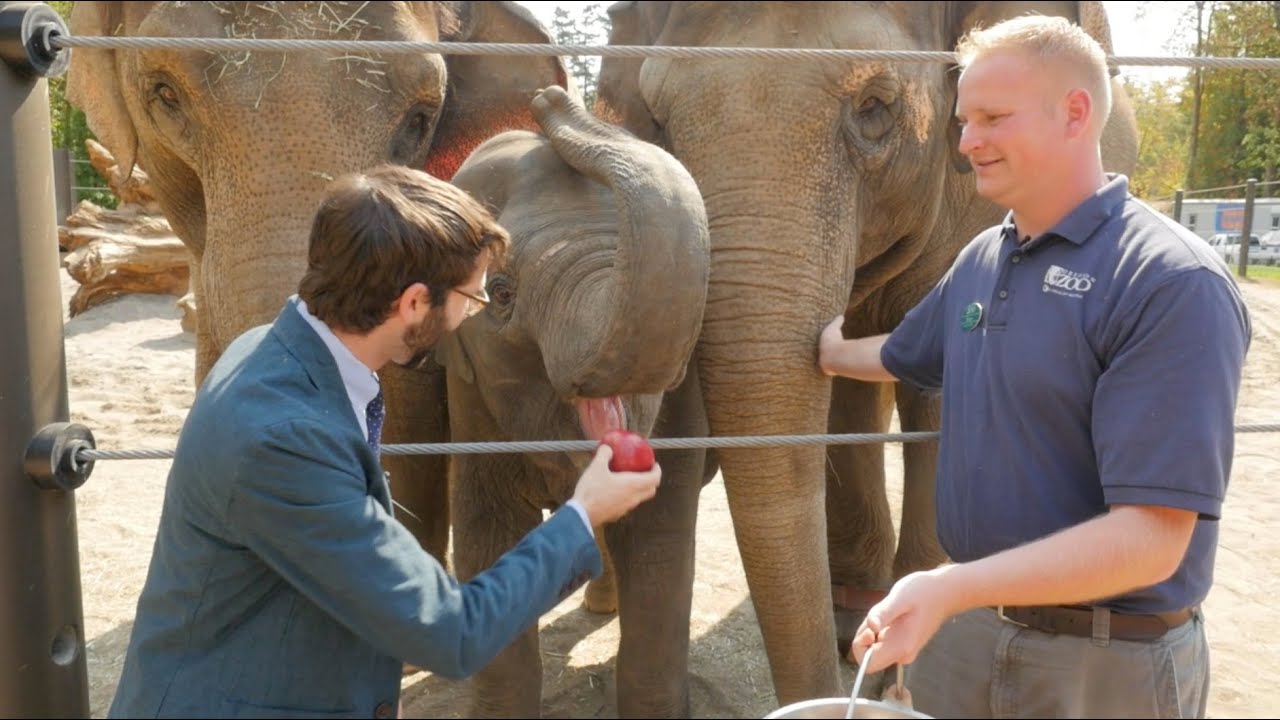 Let's Feed Some Elephants! YouTube