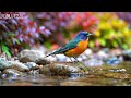 🔴 24/7 LIVE: Gentle Piano &amp; Spring Birdsong 🎹 Mindfulness Music for Stress Relief