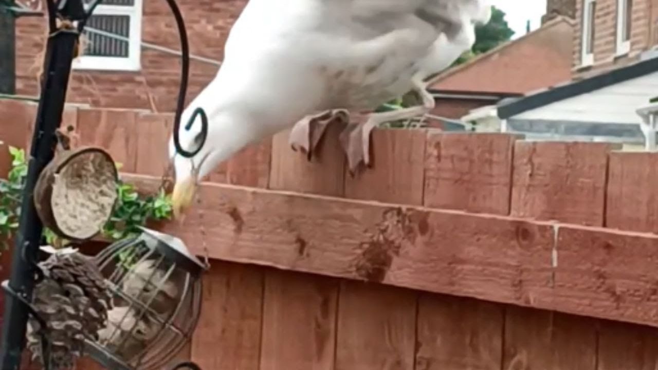 Wings of mischief: Seagull attempts to steal the bird feeder || WooGlobe