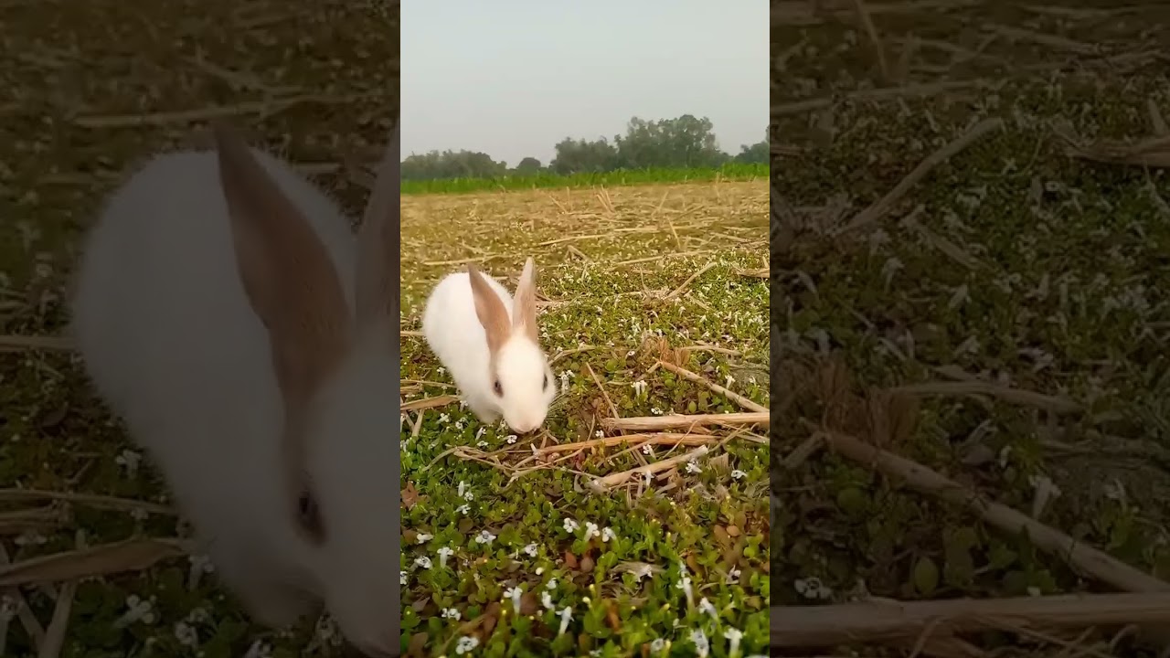Vegetables for Rabbits|| Rabbit Orbit|| Bunny 