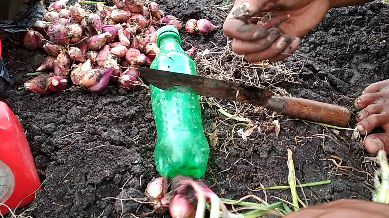 CARA MEMPREDIKSI HASIL BAWANG MERAH SEBELUM DI PANEN