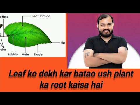 Leaf🌿🍃☘️ ko dekh kar batao us plant 🪴🪴ka root kaisa hai.🌳🌲 - YouTube