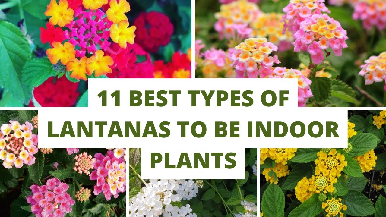 11 Best Types of Lantanas for Indoor Plants YouTube