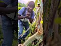 MWIZI WA MIWA ANUSULIKA KUFA..😆😆😆#comedy #prank #funny #comedymove #duet #memes #shootonpixel8 #