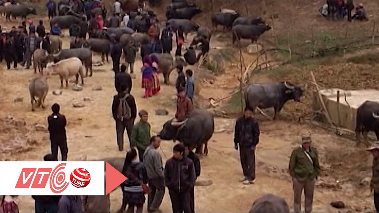 “Sàn giao dịch”... trâu lớn nhất Si Ma Cai | VTC
