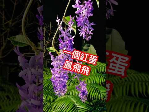 鳳飛飛 閩南語名曲「一個紅蛋」🌹❤️💯👍#鳳飛飛#一個紅蛋#帽子歌后#經典歌曲