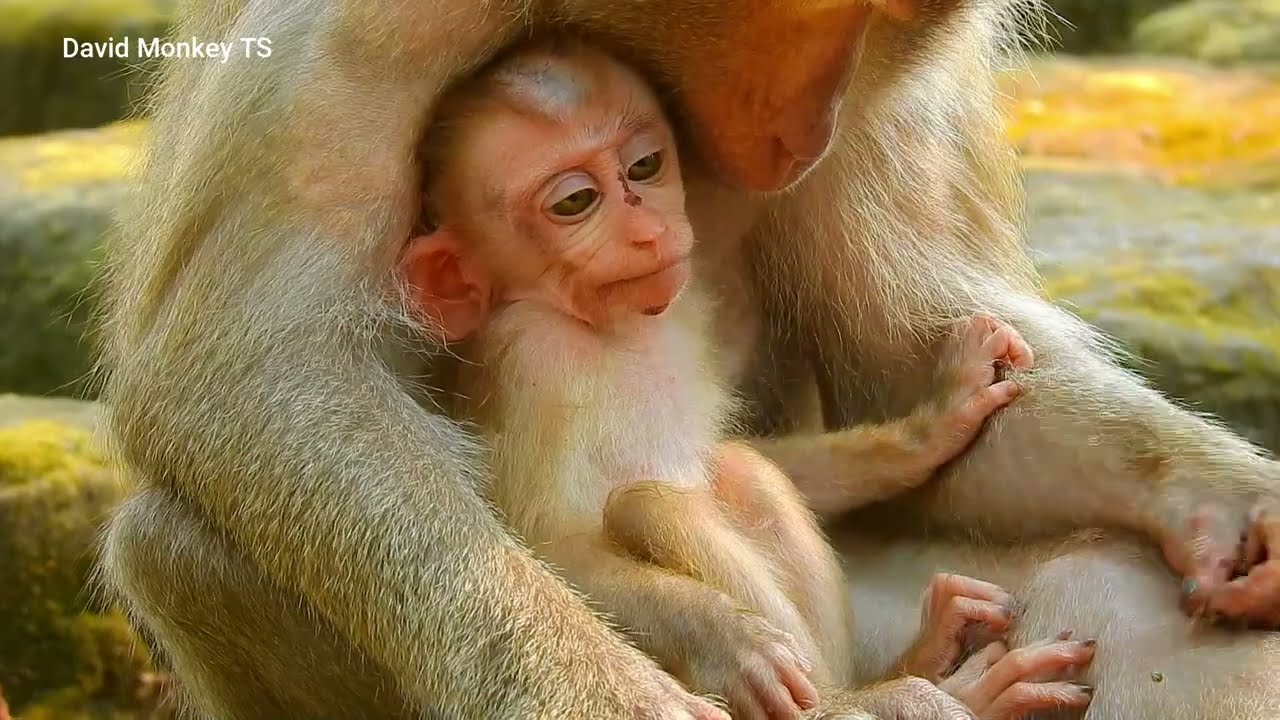 Every day monkey video #18