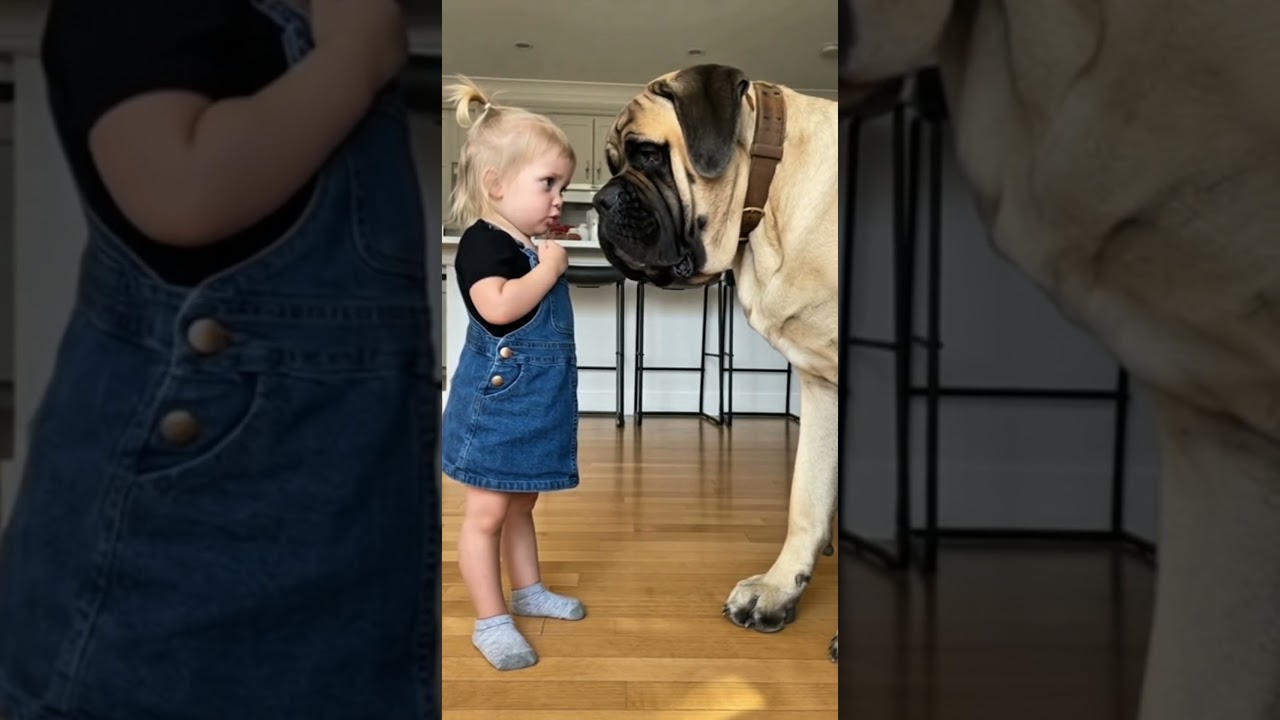 Tiny Boss vs Giant Dog 😂  Guess Who’s the Winner 🐶👶