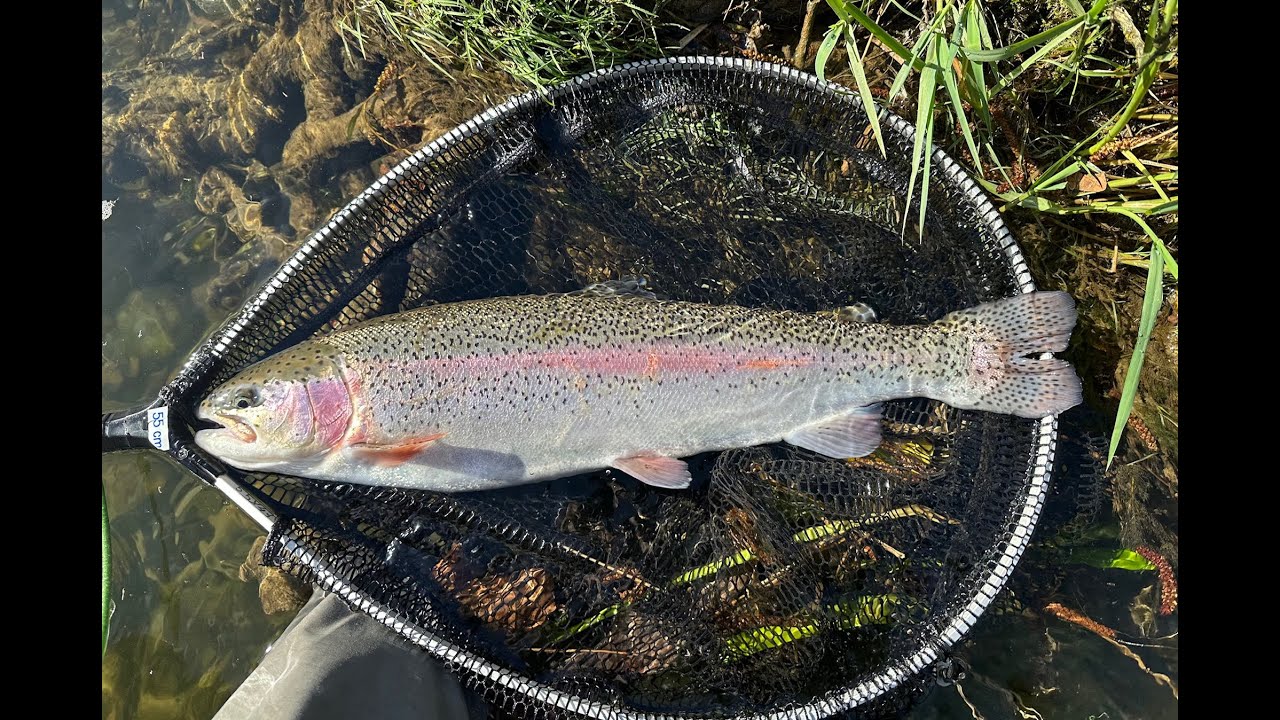 Pêche à la Mouche en sèche nymphe sur le No Kill de Preixan