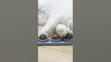 Cute Cats Playing With Catnip Wall Toys - Funny Cat Video #shorts