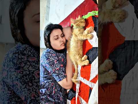 My cute angel 😇 chiku 😺🐾_#ytshorts #zeenatruhani #ytshortsindia #catlovers10m #catshorts #ytvirel