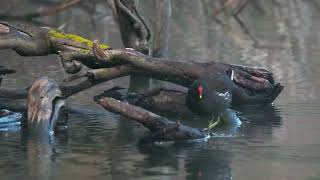 Common Moorhen, Камышница, Κοινή Νερόκοτα, Gallinula chloropus