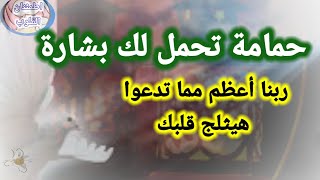 رسالة لك حمامة تحمل لك بشارة لا تتركها رسالة ربانية لك#اطمئنان_القلوب