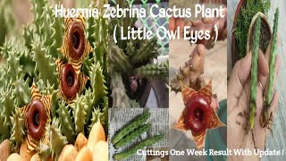 133-Huernia Zebrina(Lifesaver Plant)Cuttings One Week Update With Results,Subscriber Share Cuttings