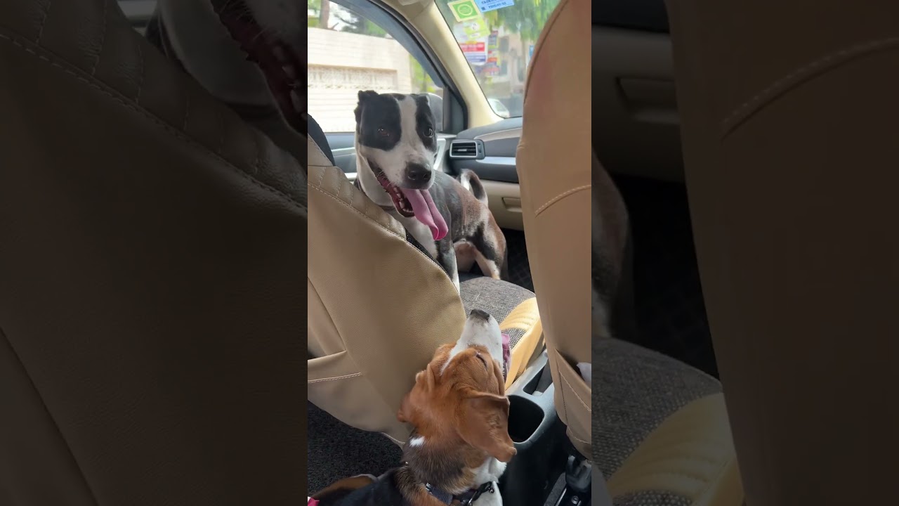Oh My Dogss
