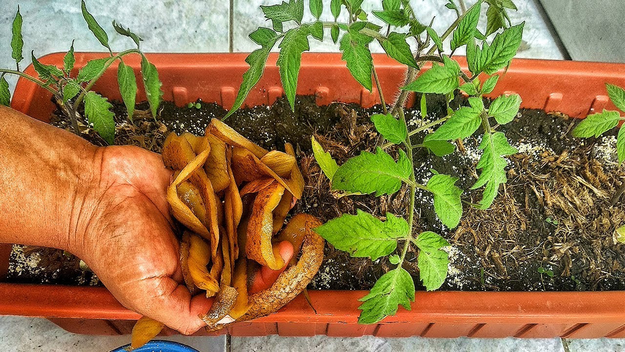 Propiedades de la cascara de huevo como abono