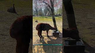 Odenkirchen Tierpark