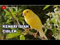 Masteran Kenari Isian Ciblek Ngbren Mewah Mp3 - Mp4 Download