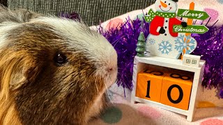 12 days of pigmas ft Masons Cavies