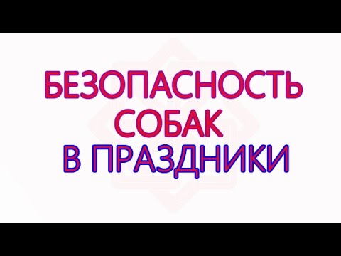 Собаки и их безопасность в праздники Как провести праздник с животным