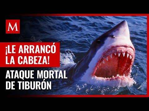 Video: ¿Muerden los tiburones pala?