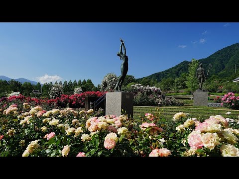 I Will Wait For You （シェルブールの雨傘）　白鳥英美子　富士川クラフトパーク　バラ園