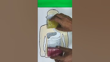 3D Model Of Human Digestive System With Clay #shorts   #schoolproject