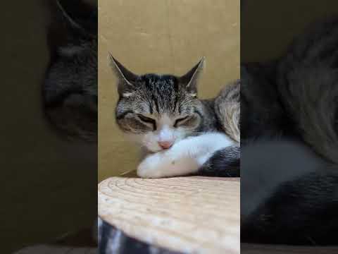 優雅にペロペロ猫 - Cats licking her paws - #Shorts