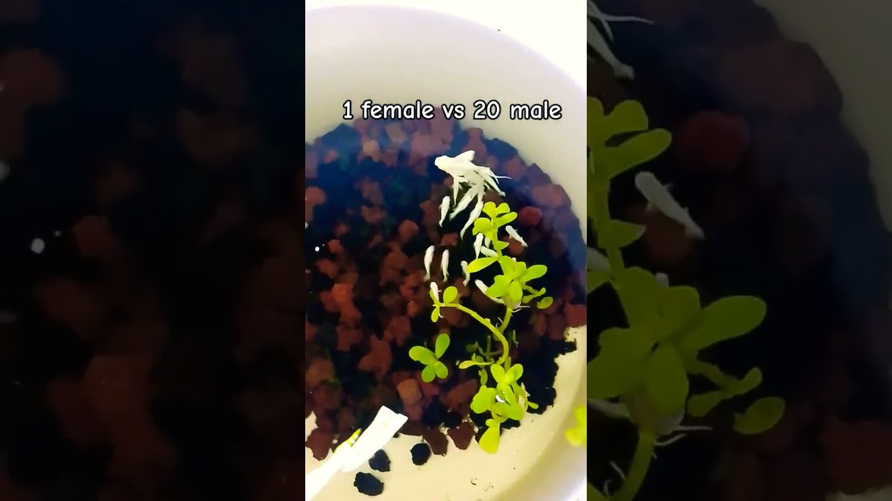 this female molly is so beautiful 😍 