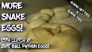 More snake eggs!  My 13th Clutch of 2018 Ball Python Eggs