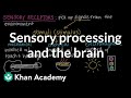 Sensing Our World: The Role of the Nervous System in Perception