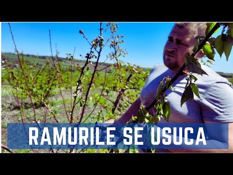 Video: Cireșul Se Usucă După înflorire - Care Sunt Motivele?