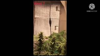กัญชา Sour Diesel auto.  @Fastbuds
